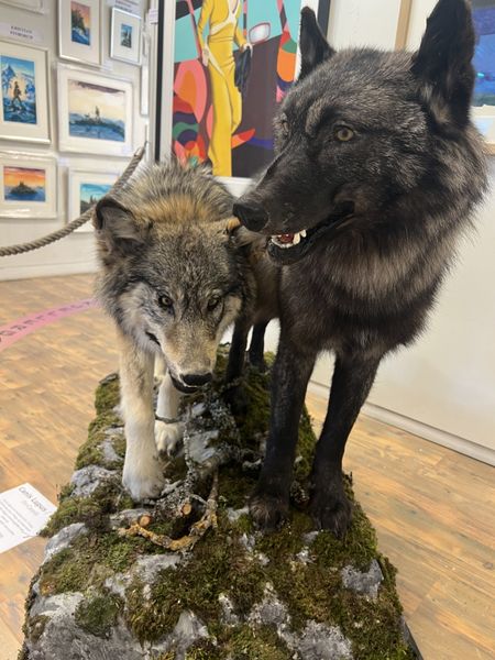 Hovedbilde Canis Lupus / Ulv - Fra Canada